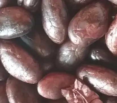 closeup hand-shelled cocoa beans
